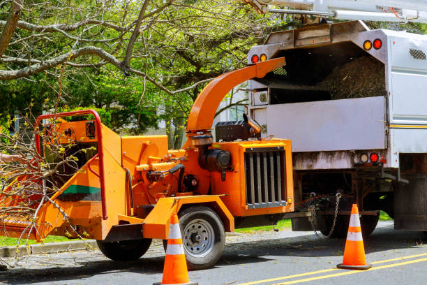 Best Storm Damage Tree Cleanup  in Oak Ridge, NC