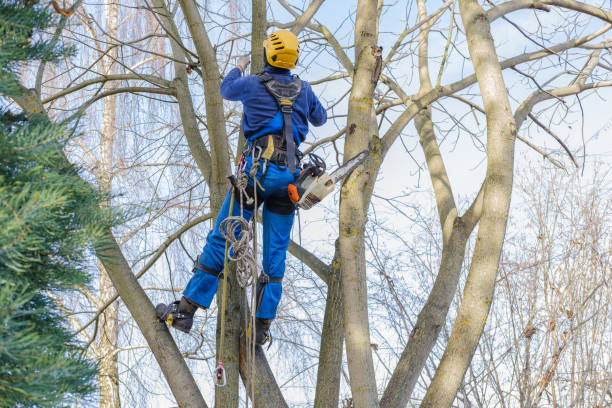 Best Palm Tree Trimming  in Oak Ridge, NC