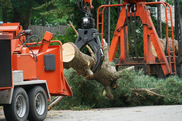 Best Tree Trimming and Pruning  in Oak Ridge, NC